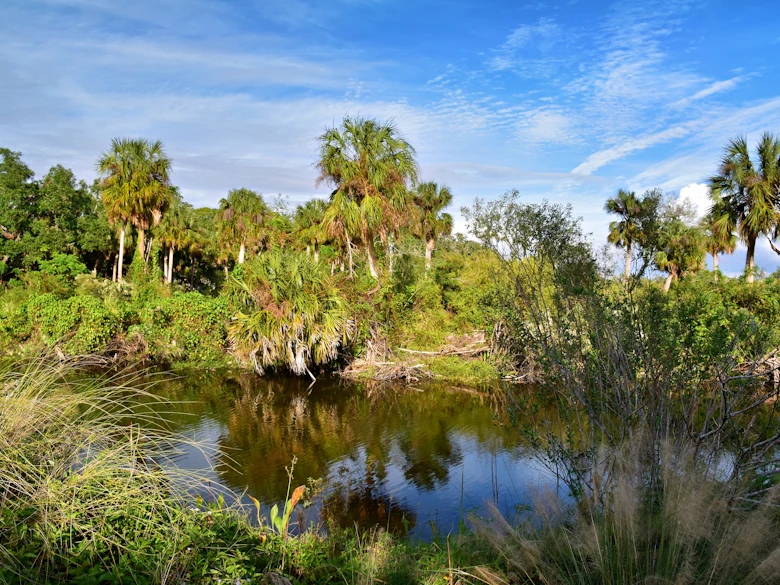 Cabbage palms crowding a calm creek bend under a blue Florida sky